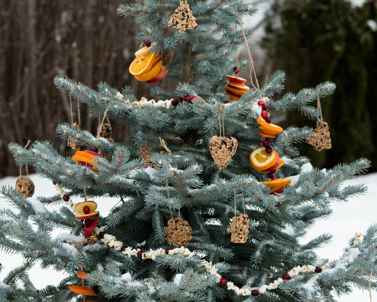 How to Decorate an Outdoor Tree with Treats for Wildlife Backwoods Mama